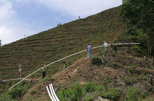 巧用滴灌，農(nóng)專(zhuān)家手把手教你種出好柚子！